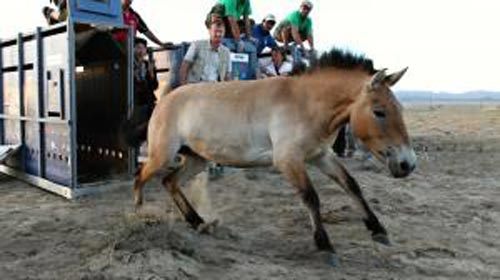 “Тахь өлгий тал нутагтаа” хэмээх баримтат киноны нээлт болов